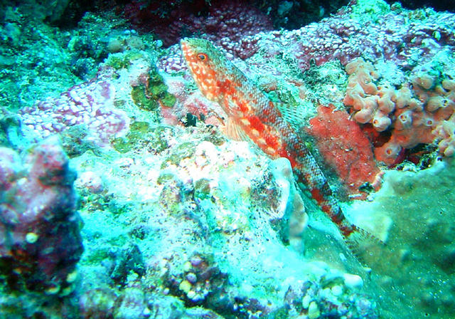 2DSC00060b
Reef Lizardfish