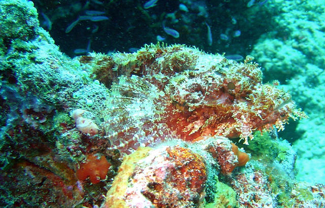 2DSC00069b
Scorpionfish