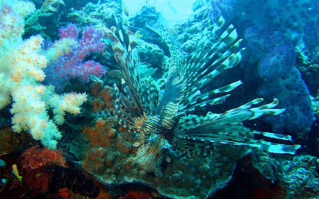 2DSC00070b
Lionfish