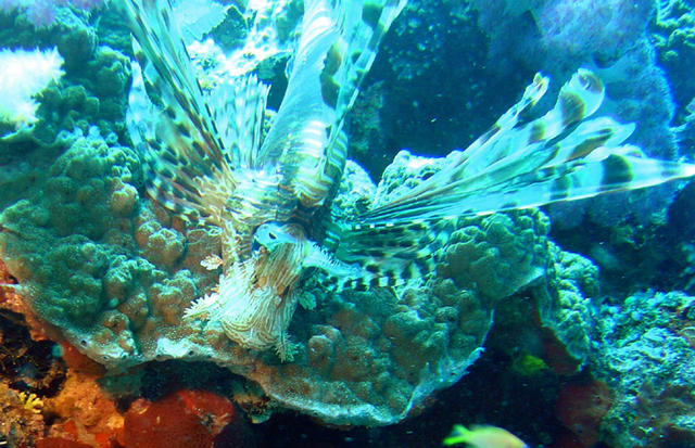 2DSC00071b
Lionfish