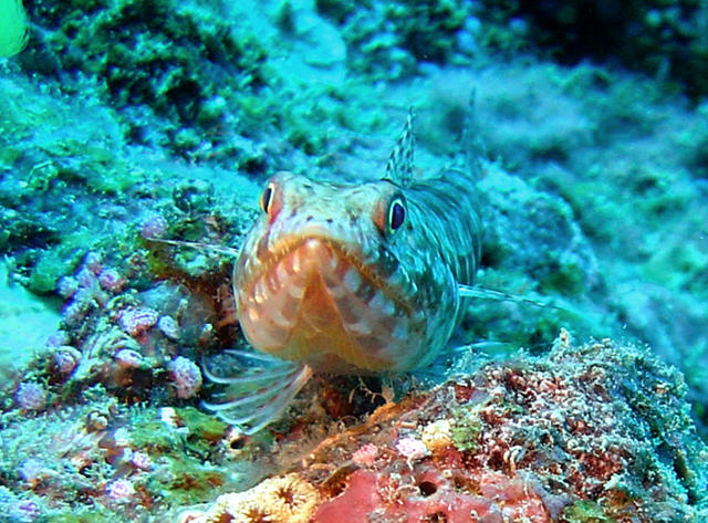 3DSC00037b
Lizardfish