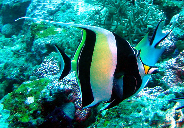 3DSC00039b
Moorish Idol