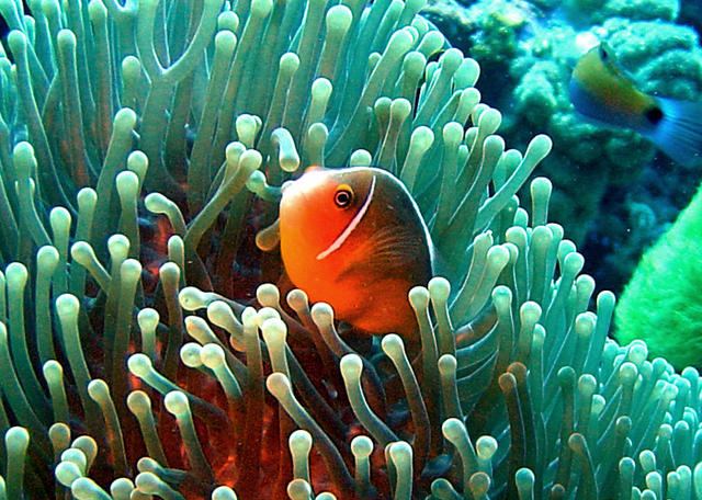 3DSC00041b
Northwest Australian Anemonefish