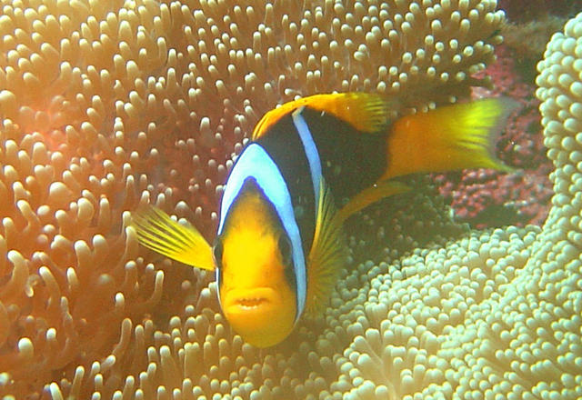 3DSC00064b
Oranged-Finned Anemonefish