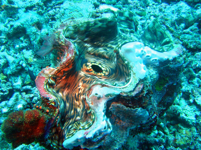 4DSC00016
Giant Clam