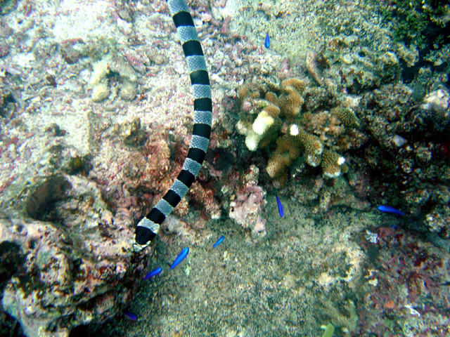 4DSC00021
Banded Sea Snake