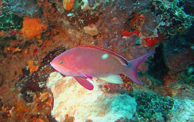 4DSC00027b
Anthias