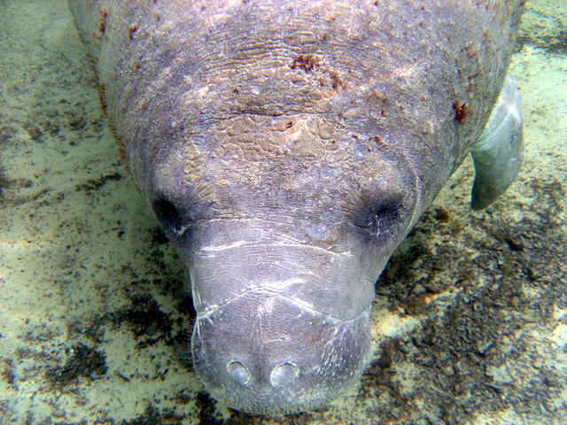 Manatee up close