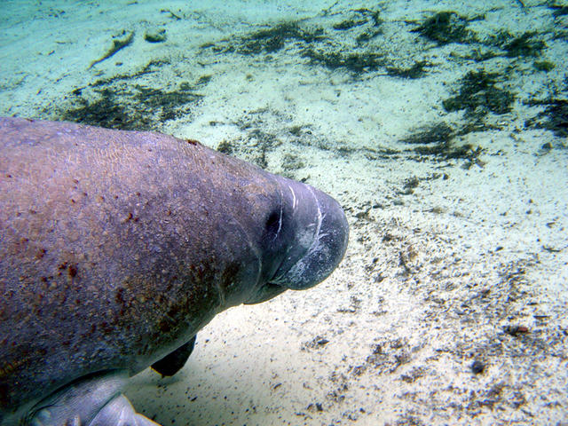 Manatee