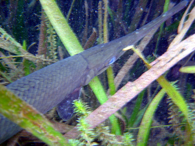 Alligator Gar