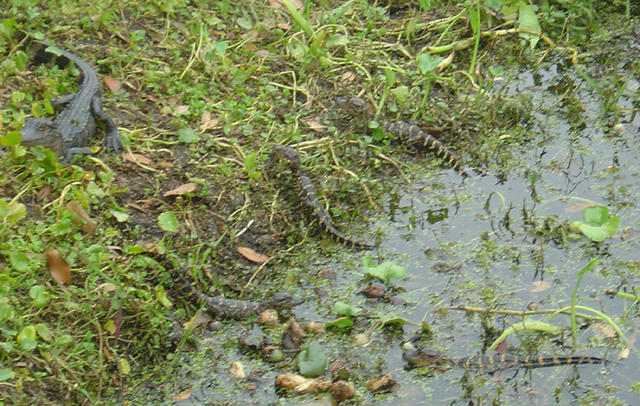 Baby Gators coming a shore