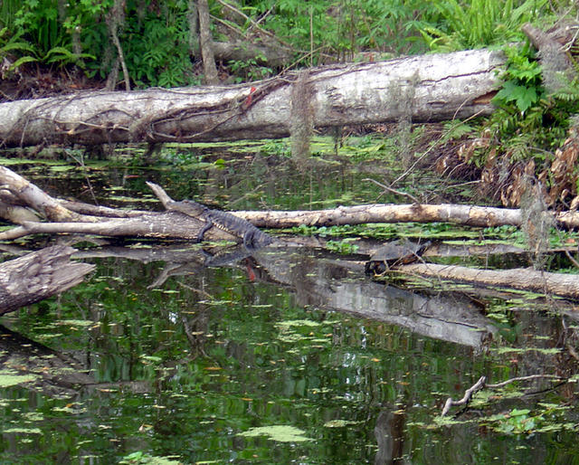 Gator resting with turtle