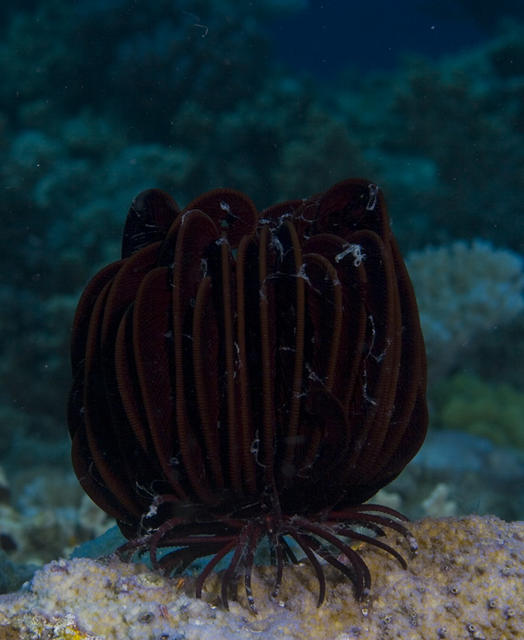 crinoid1.jpg