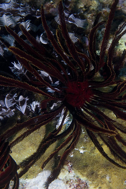 crinoid2.jpg