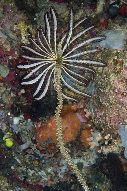 crinoid4.jpg