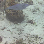 Filefish on Paradise Reef.