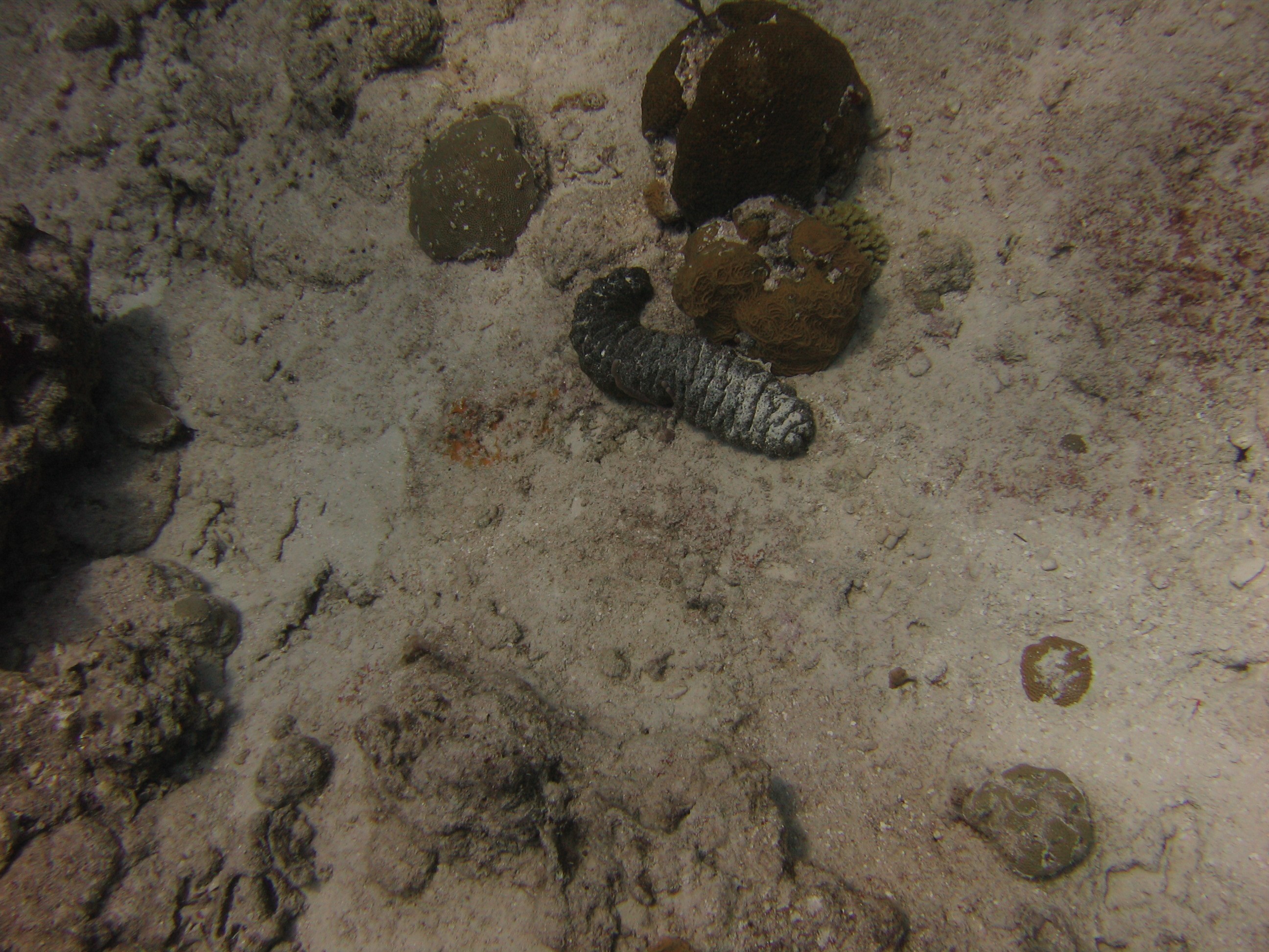 Sea cucumber on Paradise Reef