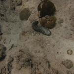 Sea cucumber on Paradise Reef