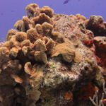 Coral head, Paradise Reef