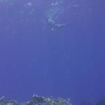 Snorkler at Palancar Gardens, from our boat.