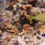 Blue Chromis and Grunt at Palancar Gardens