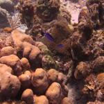 Blue Chromis at Palancar