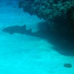 Nurse shark