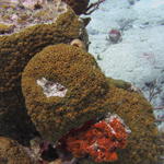 Baby green moray peeking out of his hole; you're gonna have to look for him, he's about the middle of the pic.