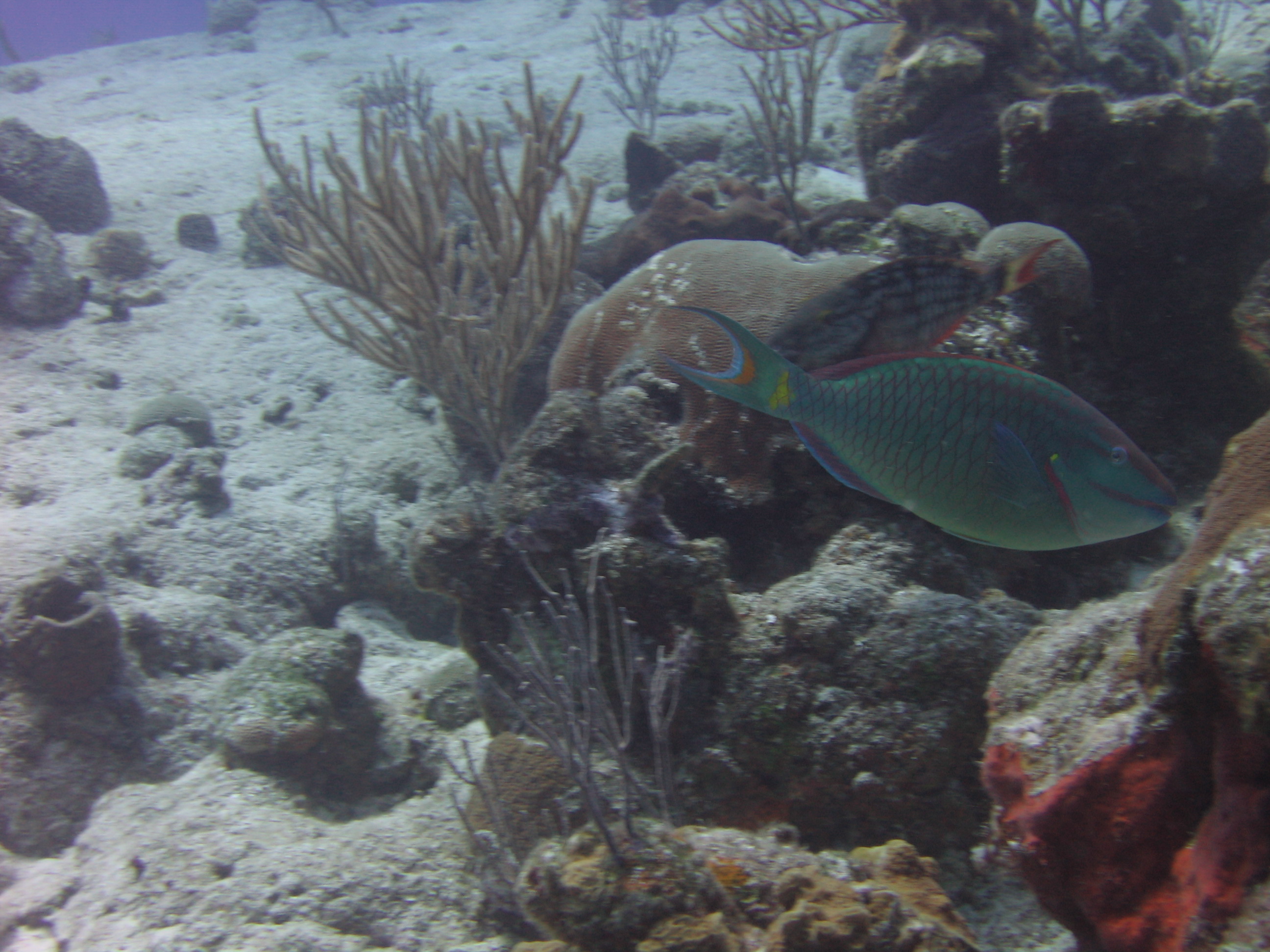 Stoplight Parrotfish