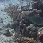 Stoplight Parrotfish