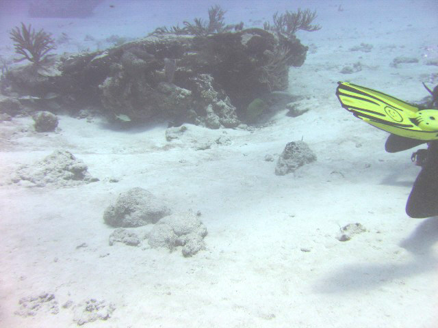 Adult green moray