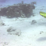 Adult green moray