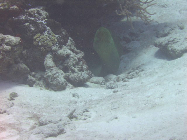 adult green moray 2