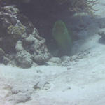 adult green moray 2