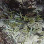 Wad of fish on Paradise Reef.