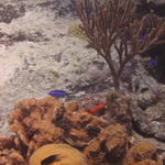 Blue Chromis on Paradise Reef