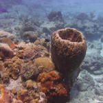 Barrel sponge and blue chromis