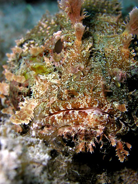 Stonefish2w