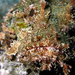 Stonefish2w