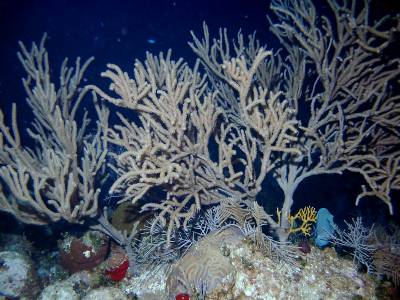 Gorgonian Fan Coral