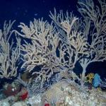 Gorgonian Fan Coral