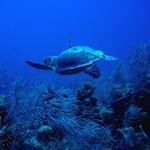 Hawksbill Turtle