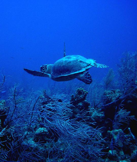 Hawksbill Turtle