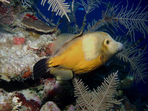 whitespot filefish