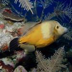 whitespot filefish