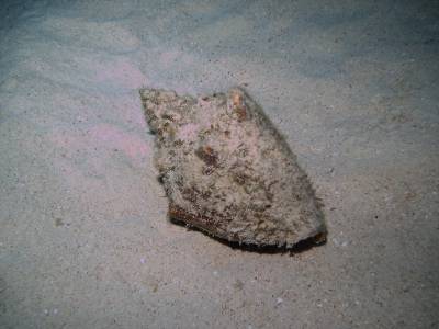 Conch shell