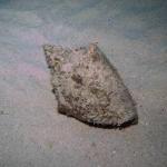 Conch shell