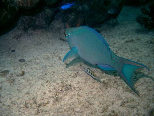 parrot fish