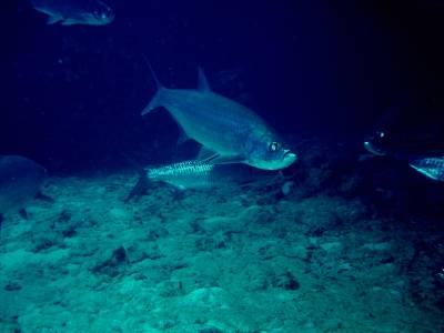 lots of tarpon