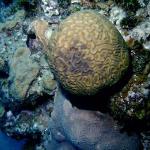 Brain coral